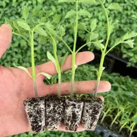 فروش عمده نشا گوجه