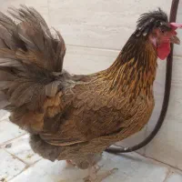 مرغ خانگی