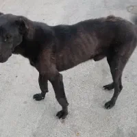 سگ سرابی نگهبان گله
