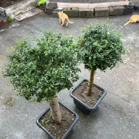 درخچه|گل و گیاه طبیعی|چالوس, |دیوار