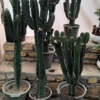 گل وگیاه اینجنس