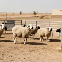 نگهبان و کارگر دامداری