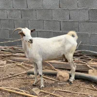 بز ماده جزیره ایی کنگان پرک