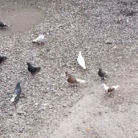 کبوتر جفتی تخم گذار پرشی برای معاوضه با مورغ