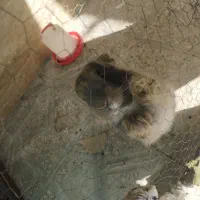 واگذاری خرگوش رایگان