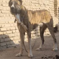 سگ خراسانی دهن پاک ۱۸ ماهه