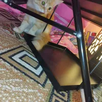 گربه 3 ماهه|گربه|بندر انزلی, سپه|دیوار