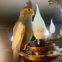 طوطی عروس ۶ماهه سالم و نیمه اهلی