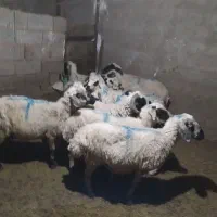 میش بره