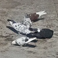 ۵عدد کبوتر