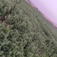یونجه ممبی