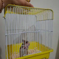 همستر|موش و خرگوش|سنندج, |دیوار