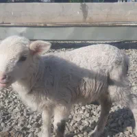 بره نر رومن اصل