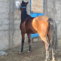 اسب‌مادیان‌