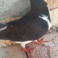 چند مدل کفتر یا کبوتر