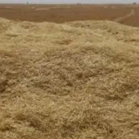کاه گندم دیم