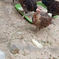 جوجه مرغ و خروس محلی