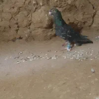 فروشی‌نر