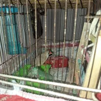 دوعدد فنج نروماده
