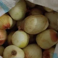 پیاز|خوردنی و آشامیدنی|دزفول, |دیوار