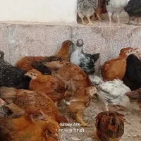 جوجه مرغ  گلپایگانی ۶۰روزه همه رنگ