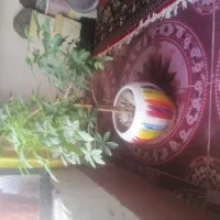 گل پنجه گربه ای
