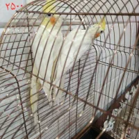 عروس هلندی