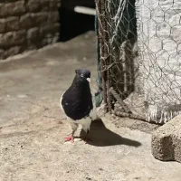 جفت کله سیاه درجه یک
