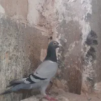 دوبرماده