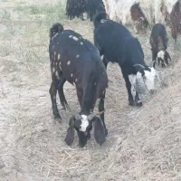 بزپلنگی وشیرموو6عدد بز