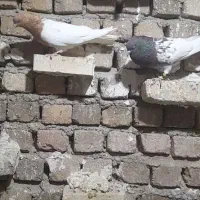 نرماده کله ای نازار