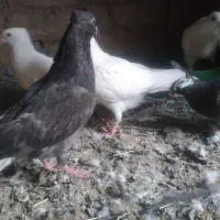 جوجه کفتر