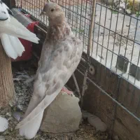 دمسفید|پرنده|نجفآباد, شهرک بهاران|دیوار