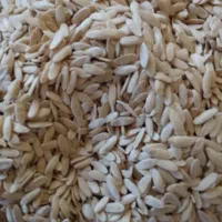 تویم خیار محلی سراب کارزان
