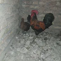 مرغ و خروس