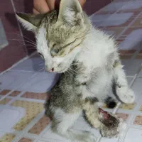 گربه