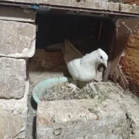 ی جفت سفید کاکلی