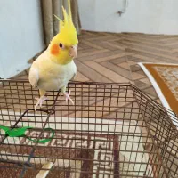 عروس هلندی