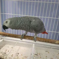 کاسکو