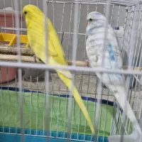 مرغ عشق انگلیسی باقفس وجادون واب و ارزن