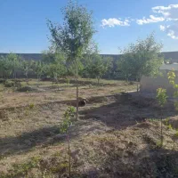 کاردرنظافت خانه باغ خانوم مجرد
