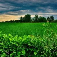 کود کشاورزی برای رشد و افزایش کیفیت محصول