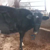 تلیسه نزاییده قربانی نزاییده ۲دند