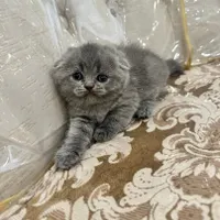 بریتیش واسکاتیش بلو