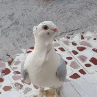 جفت کبوتر دوکت پروانه ای