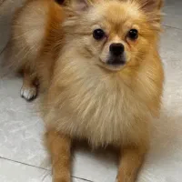 سگ پامر ماده