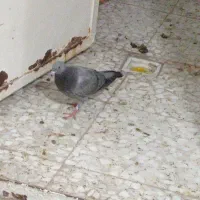 جوجه پلاکی