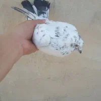 دوتا غریب گیری تو سمت ورامین داخل موتور آب