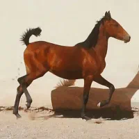 کره نریان (خروش مسافری)