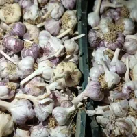 سیر تبریز